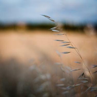 Chov zvířat na vlastních farmách